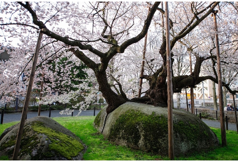 石割桜