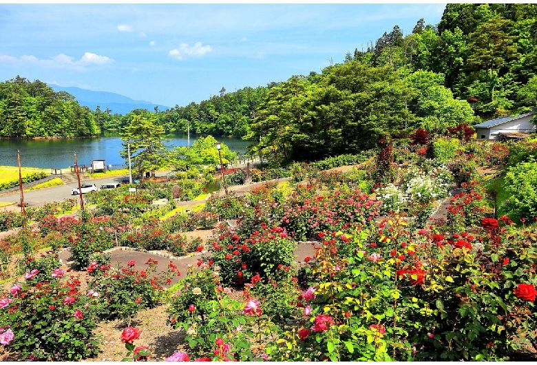 東沢バラ公園