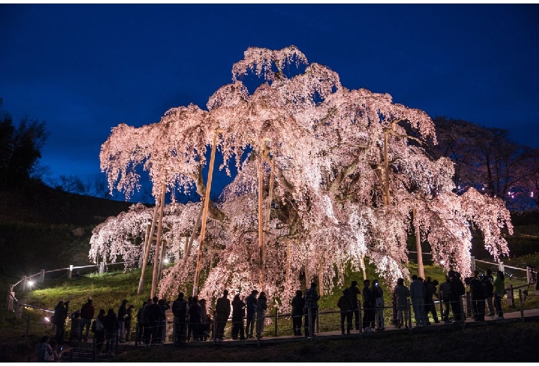 三春滝桜