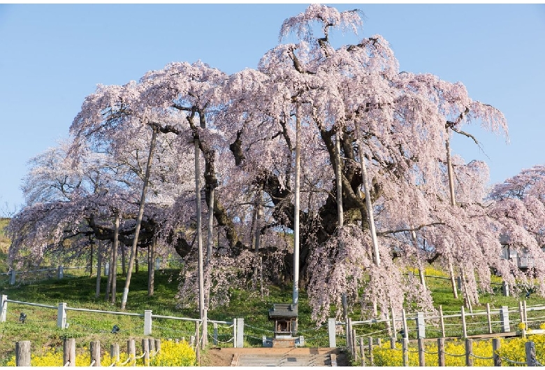 三春滝桜