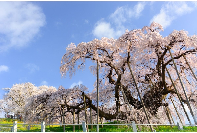 三春滝桜