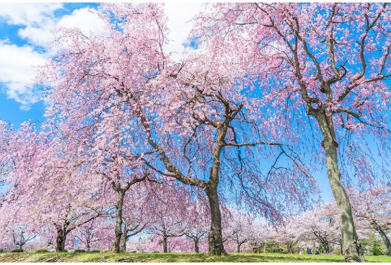 羊山公園