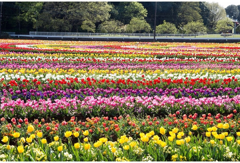 佐倉ふるさと広場