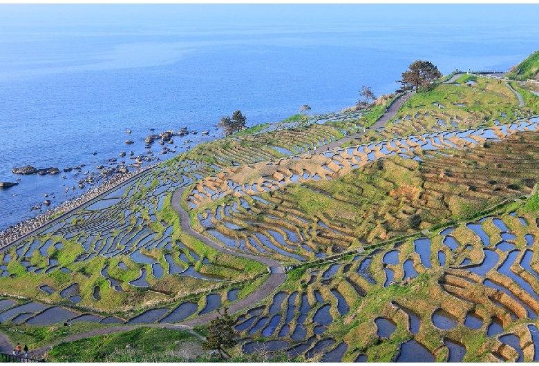 白米千枚田