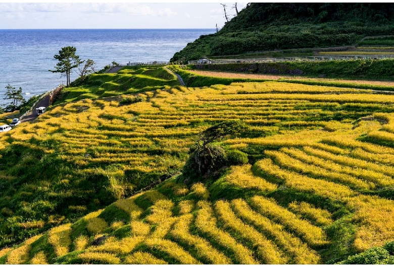 白米千枚田