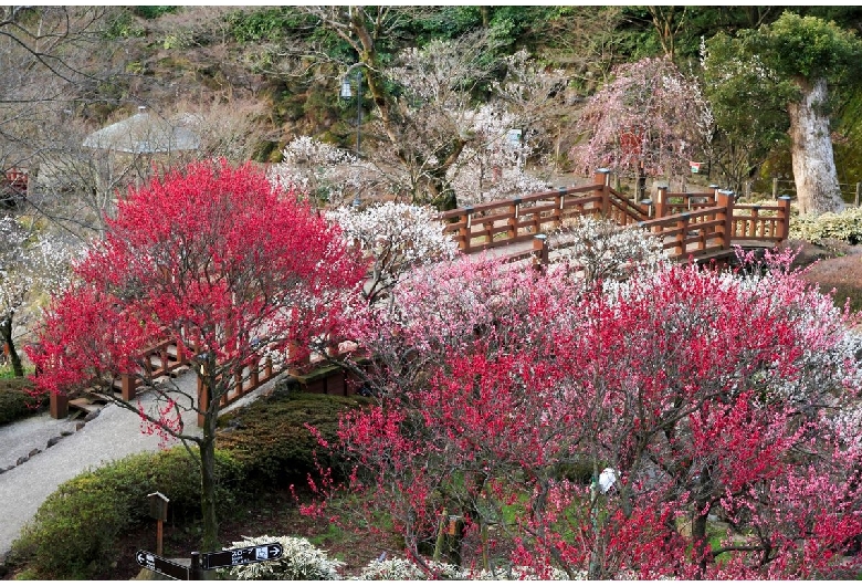 熱海梅園