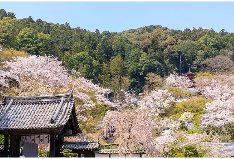 長谷寺