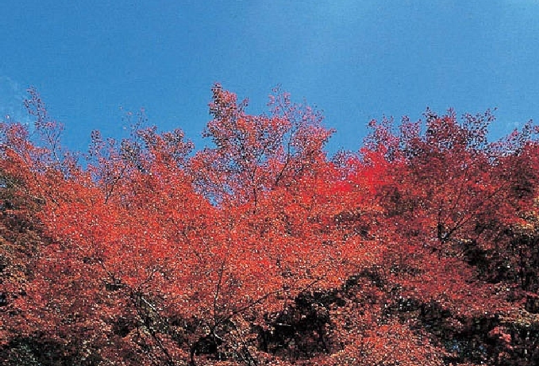 深耶馬溪・一目八景