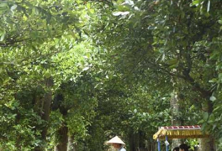 備瀬のフクギ並木