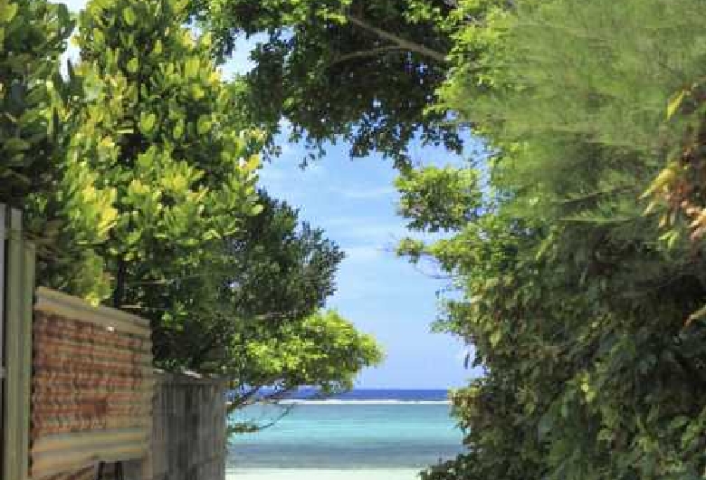 備瀬のフクギ並木