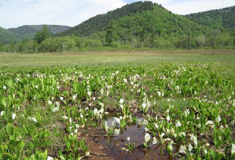 尾瀬ヶ原(群馬県)