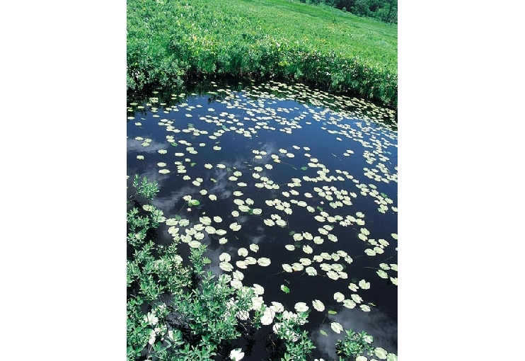 尾瀬ヶ原(群馬県)