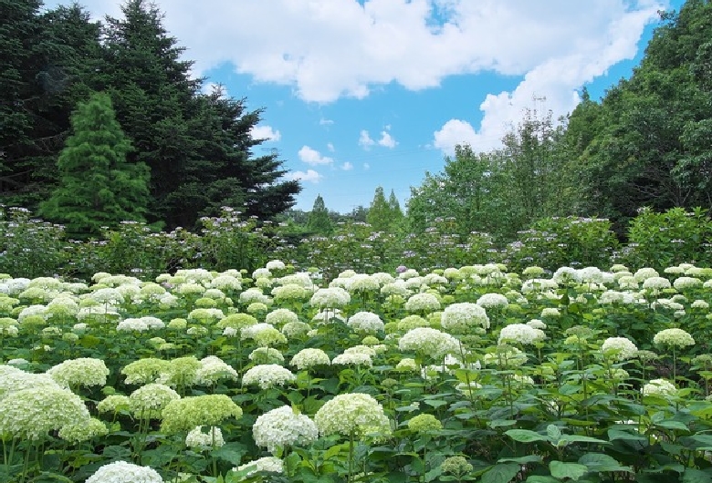 神戸市立森林植物園