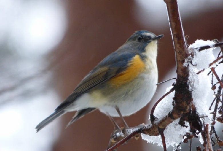 神戸市立森林植物園