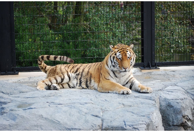 静岡市立日本平動物園