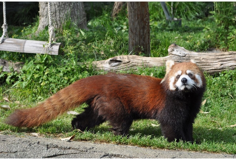 静岡市立日本平動物園