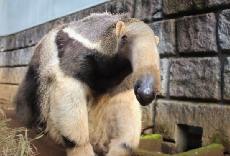 静岡市立日本平動物園