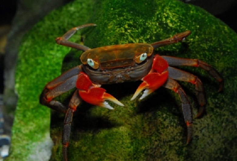 すさみ町立　エビとカニの水族館