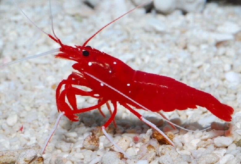 すさみ町立　エビとカニの水族館