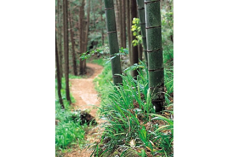 熊野古道伊勢路