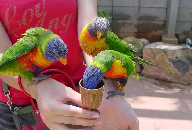 ＯＫＩＮＡＷＡフルーツらんど