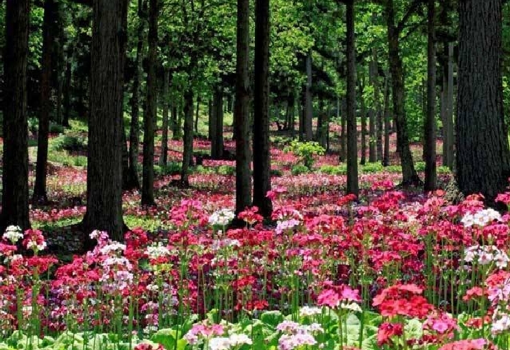 県立自然公園　宇津江　四十八滝　花の森　山野草花園