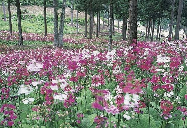 県立自然公園　宇津江　四十八滝　花の森　山野草花園