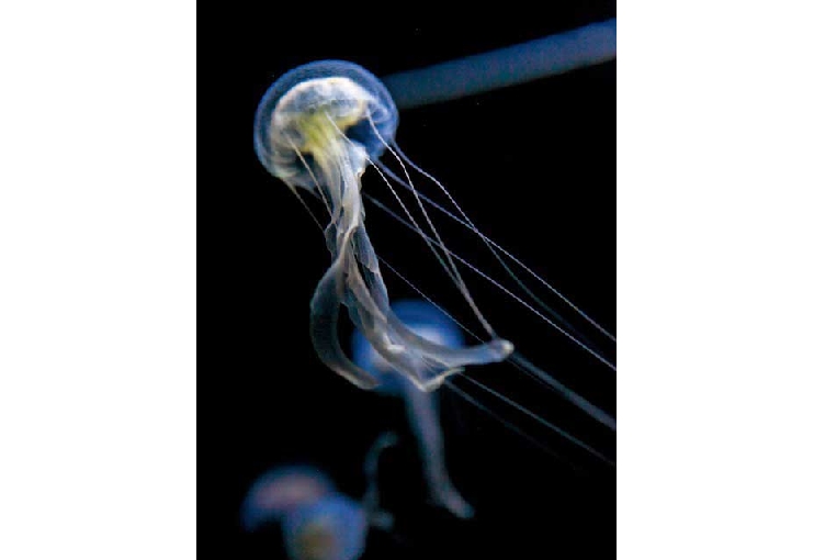 鶴岡市立加茂水族館（クラゲドリーム館）