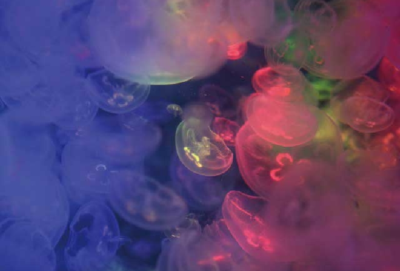 鶴岡市立加茂水族館（クラゲドリーム館）