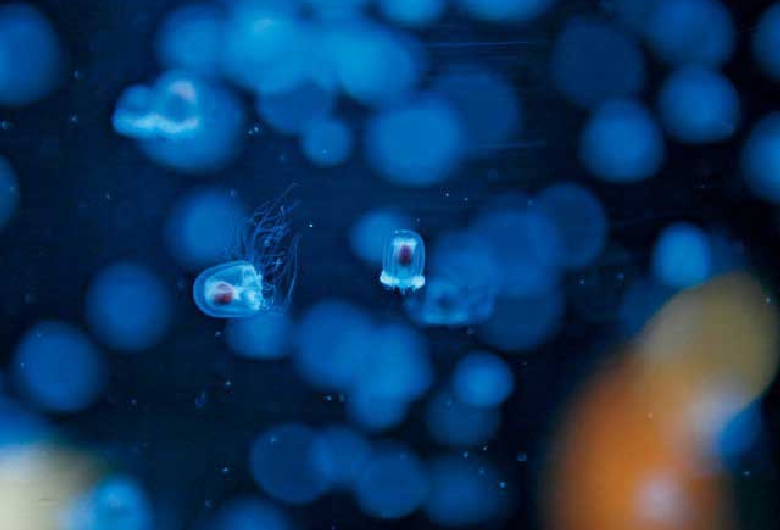 鶴岡市立加茂水族館（クラゲドリーム館）