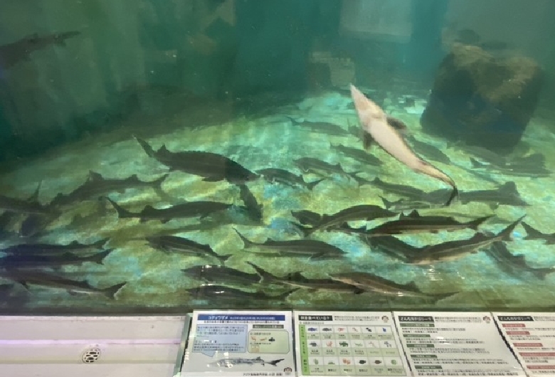 かすみがうら市水族館