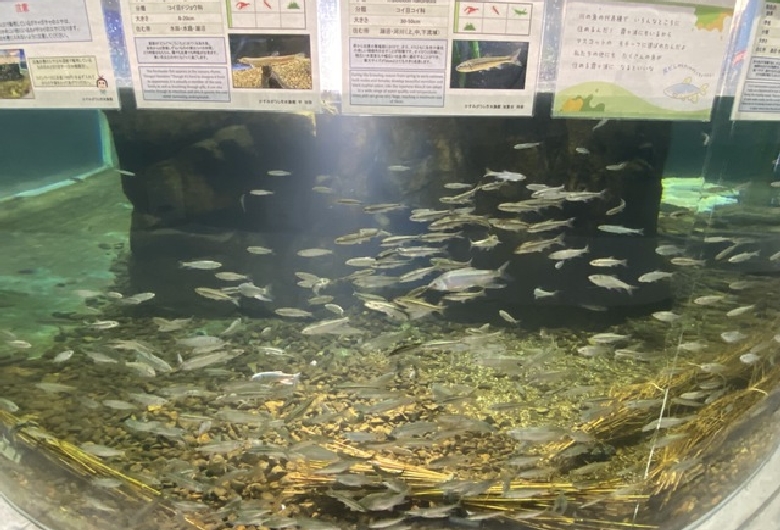 かすみがうら市水族館