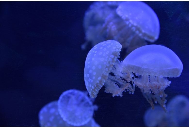 竹島水族館