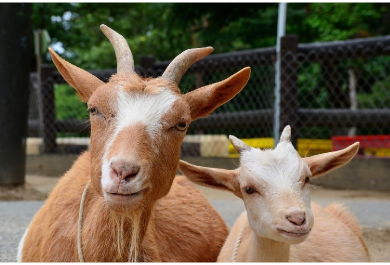 埼玉県こども動物自然公園