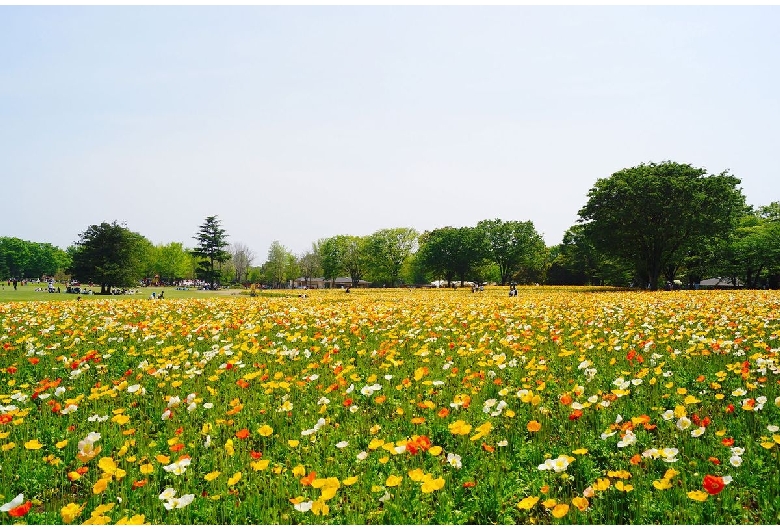 国営昭和記念公園