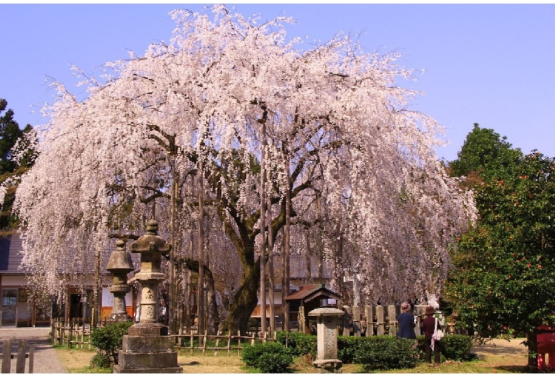 足羽山公園