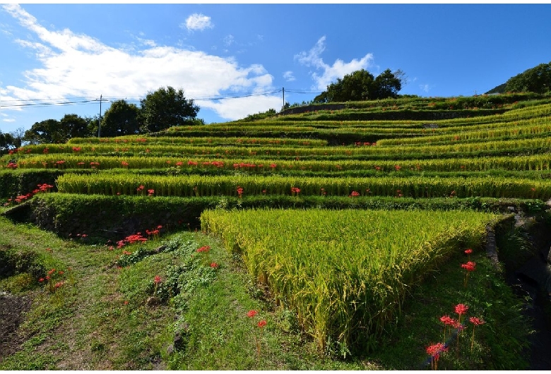 中山千枚田