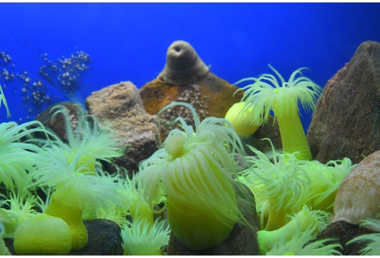 京都大学白浜水族館