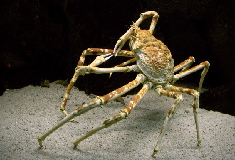 京都大学白浜水族館