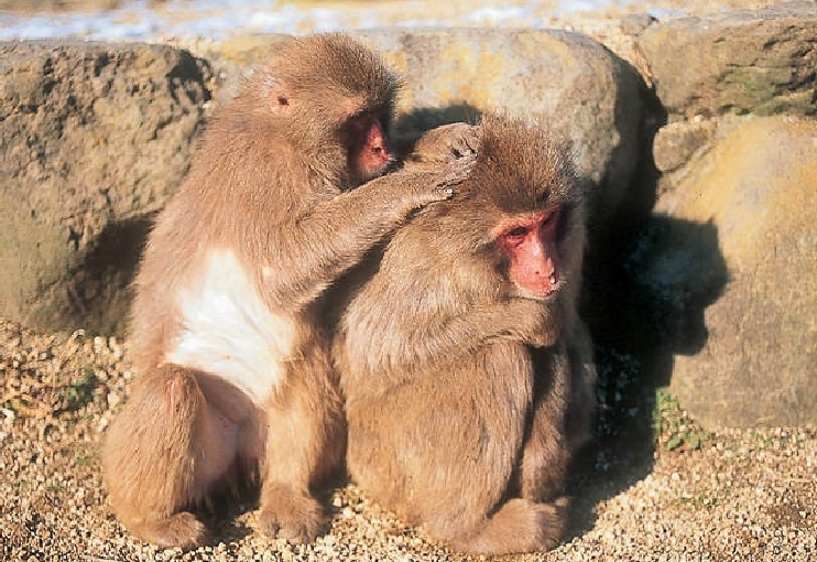 小豆島銚子渓　自然動物園　お猿の国