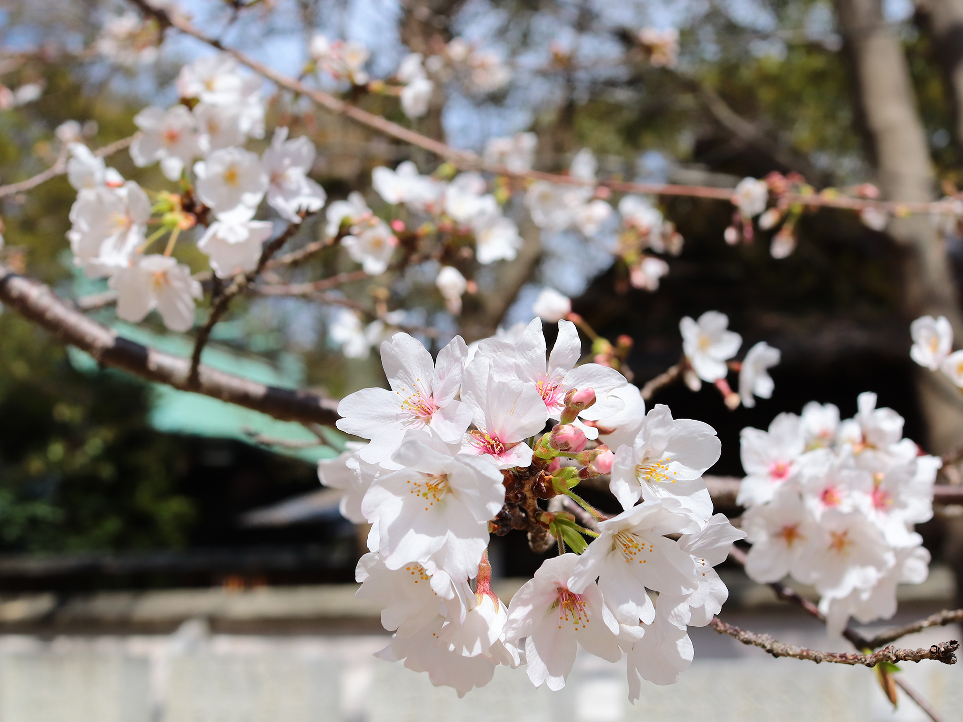 三津 厳島神社