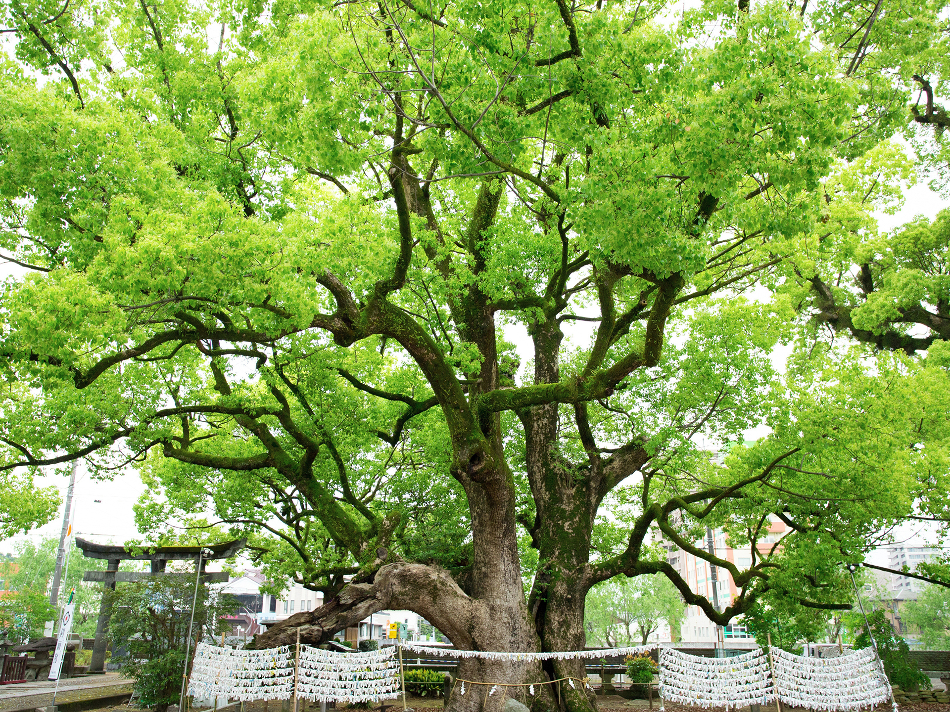 諫早神社