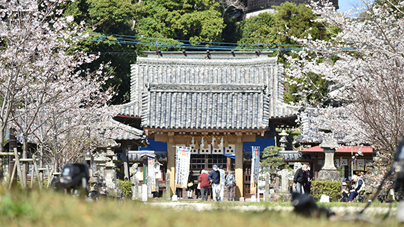 春の画像1