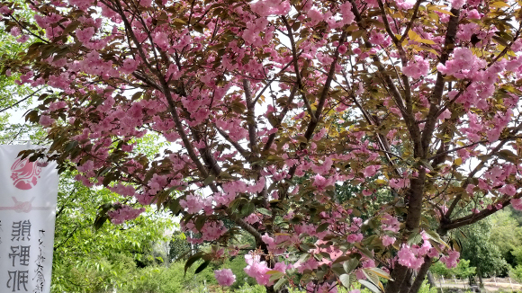 春の画像1