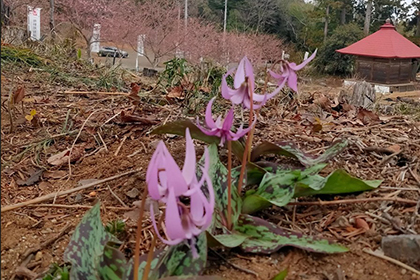 春の画像2