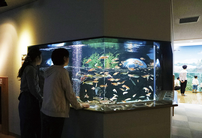 島根県立宍道湖自然館 ゴビウス