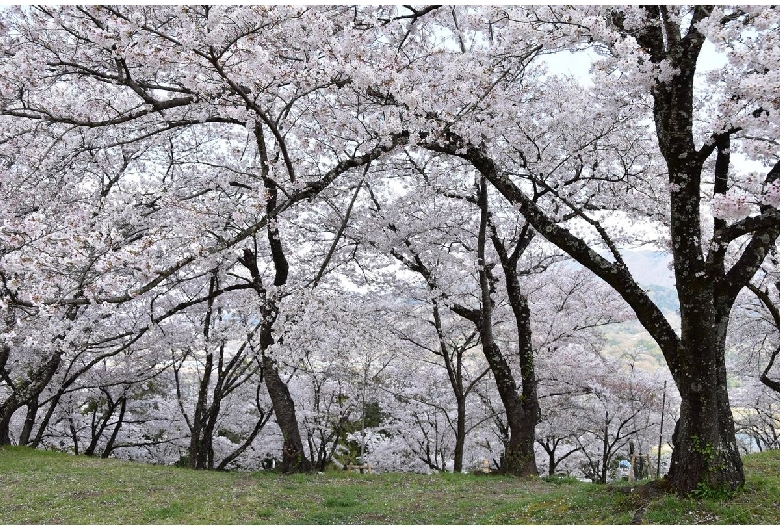 大法師公園