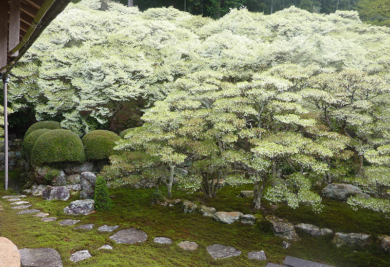 大龍寺