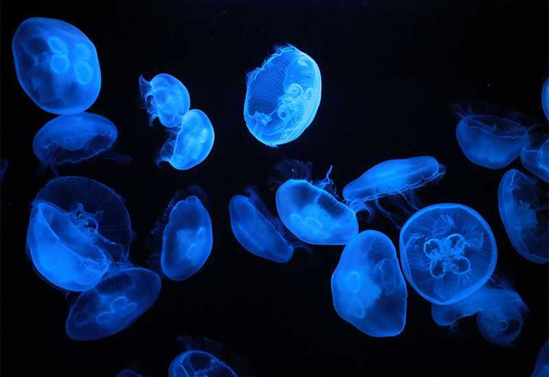 下田海中水族館