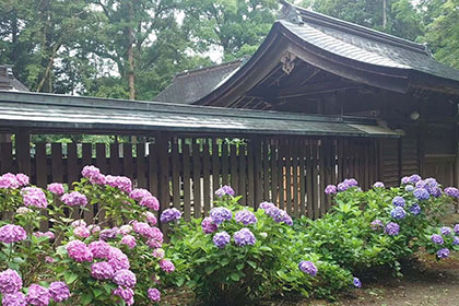 夏の画像2
